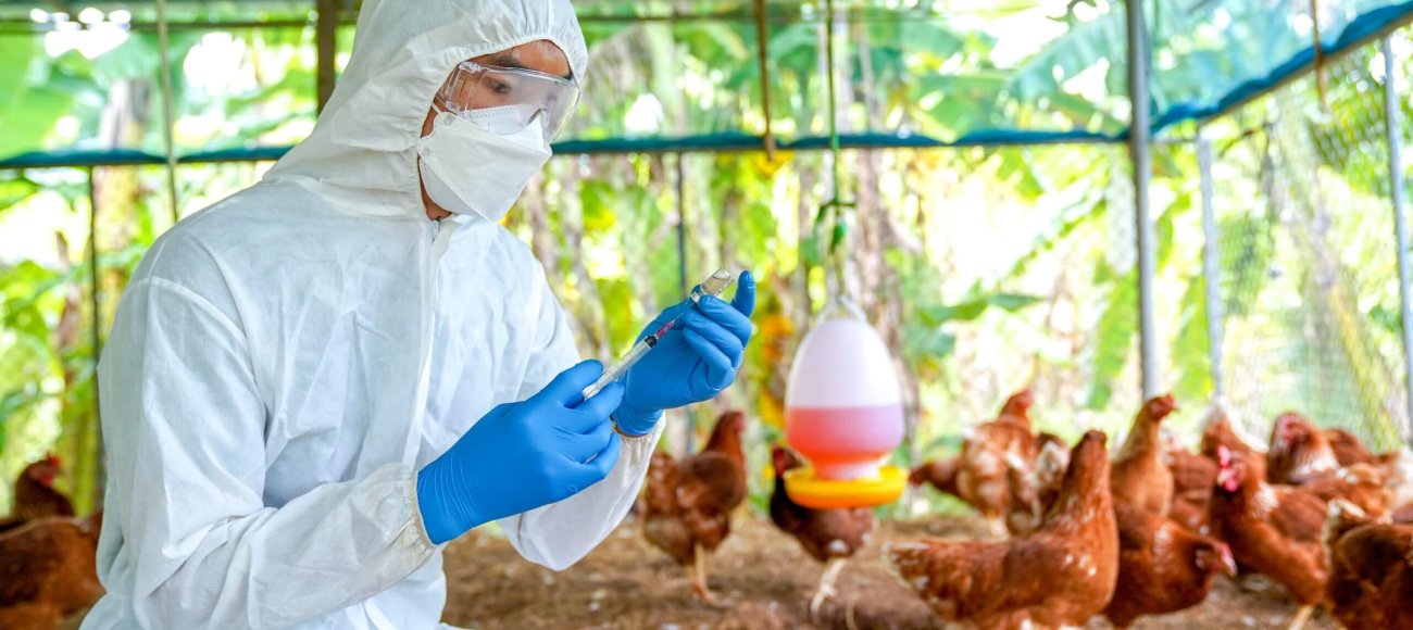 H5N1 avian flu infected birds being treated in Texas