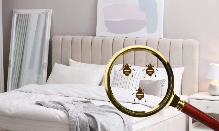 Best practices for Detecting Bed Bugs in Hotels