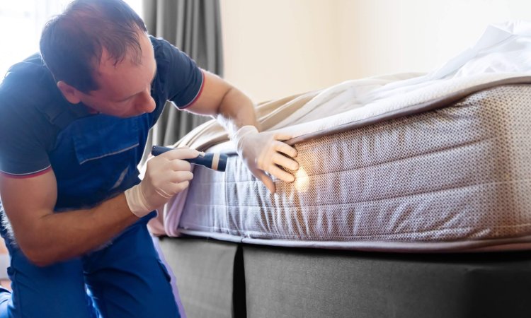 Cheap and effective methods to kill bed bugs