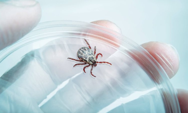 tick repellent testing