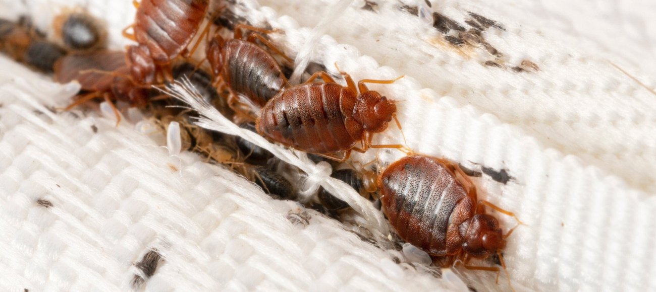 The Science Behind Bedbug Biocides: What Manufacturers Need to Know