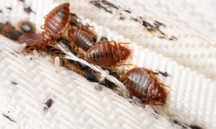 The Importance of Reproducibility in Field Testing of Bed Bug Biocides