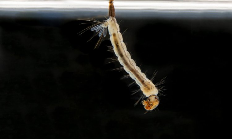 Life Cycle of Aedes aegypti