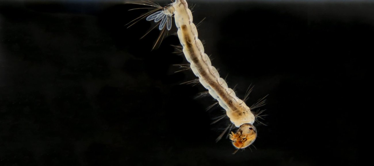 Life Cycle of Aedes aegypti