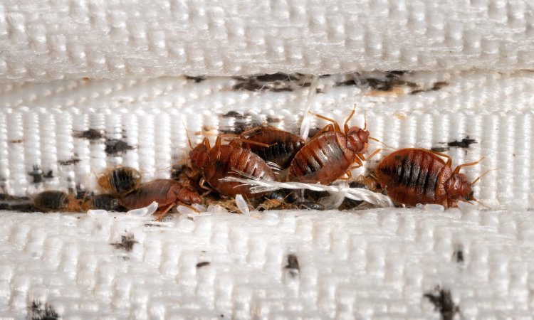 Group,Of,Bedbugs,On,The,Matress,Cloth,Macro.,Disgusting,Blood-sucking