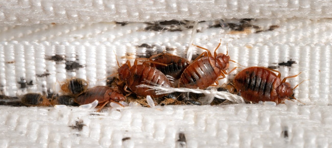 Group,Of,Bedbugs,On,The,Matress,Cloth,Macro.,Disgusting,Blood-sucking