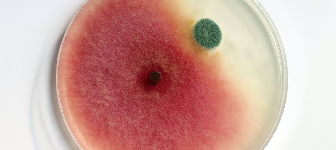 mold and mildew resistant in fabric