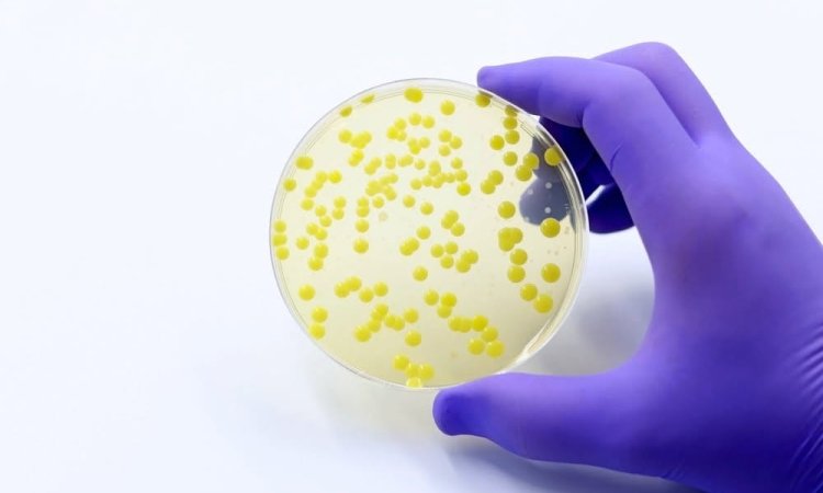 USP 61: Microbial Enumeration Tests