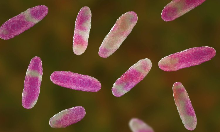 Epidemiology of Hypervirulent Klebsiella pneumoniae