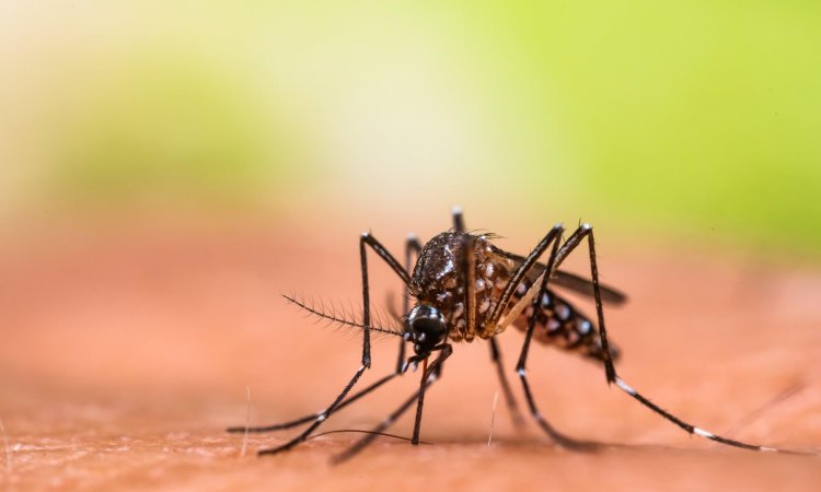 Why Cities are at Higher Risk for Dengue Outbreak?