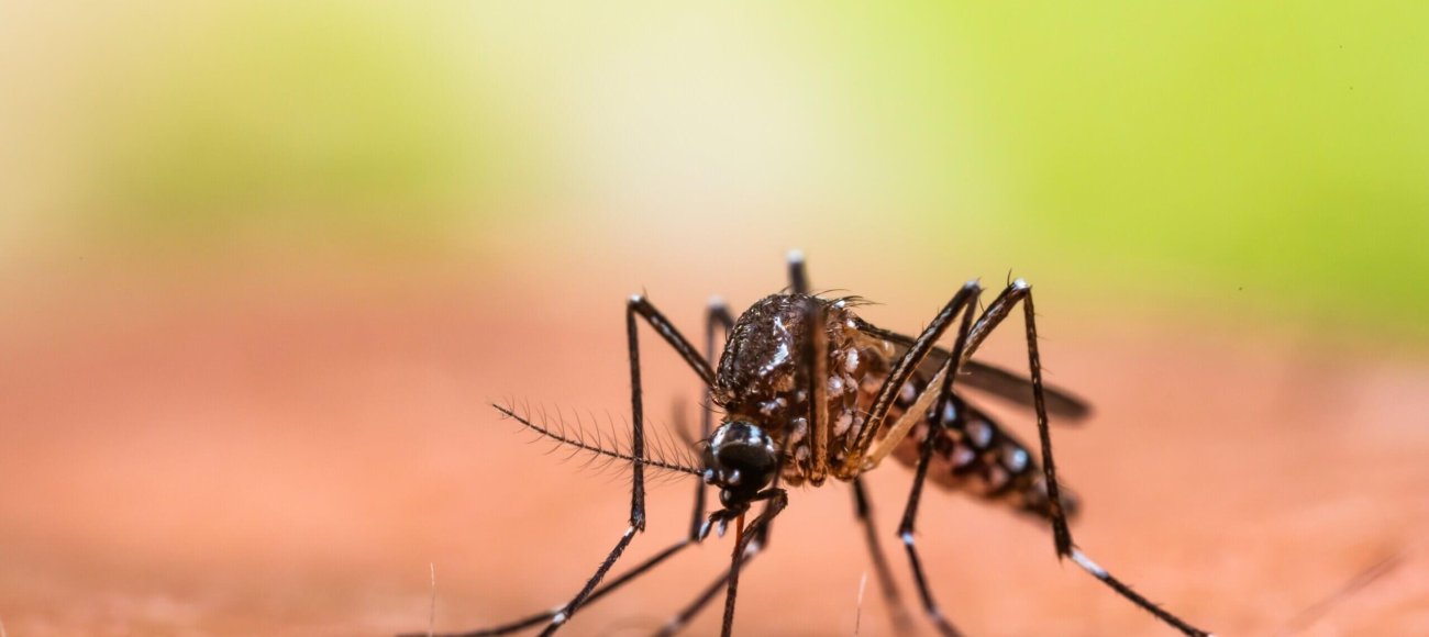 Why Cities are at Higher Risk for Dengue Outbreak?