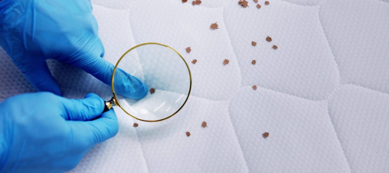 Effective Strategies for Preventing Bed Bugs Infestation