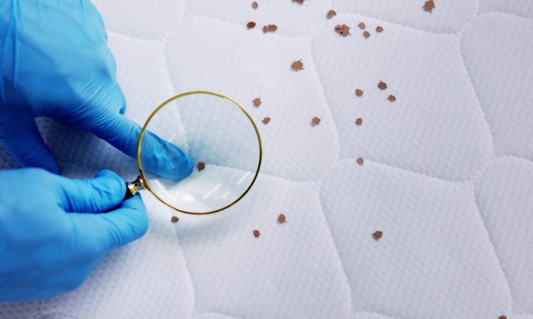 Costs Involved in Professional Bed Bugs Detection and Extermination