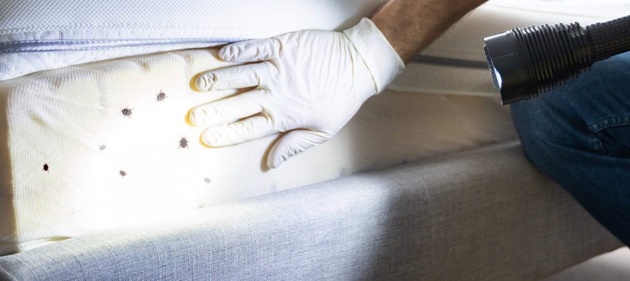 How Lab Testing Ensures the Safety and Effectiveness of Bed Bug Biocides