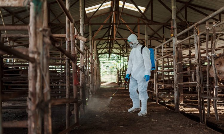 Health care worker disinfecting the sheds in veterinary environments