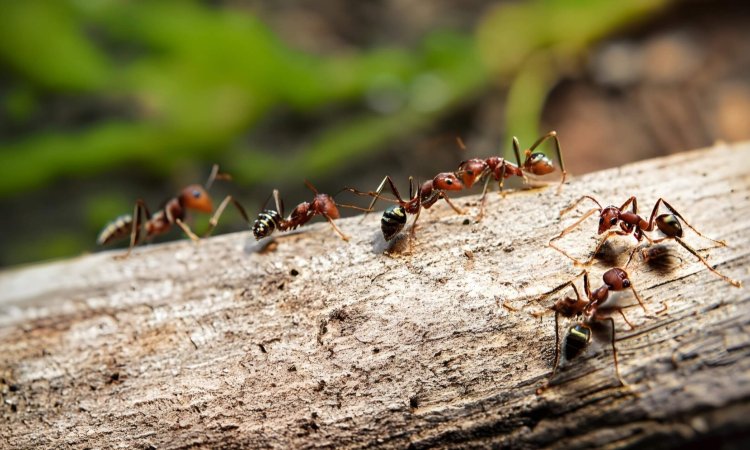 Mitigating Environmental Impact During Ant Biocide Field Testing