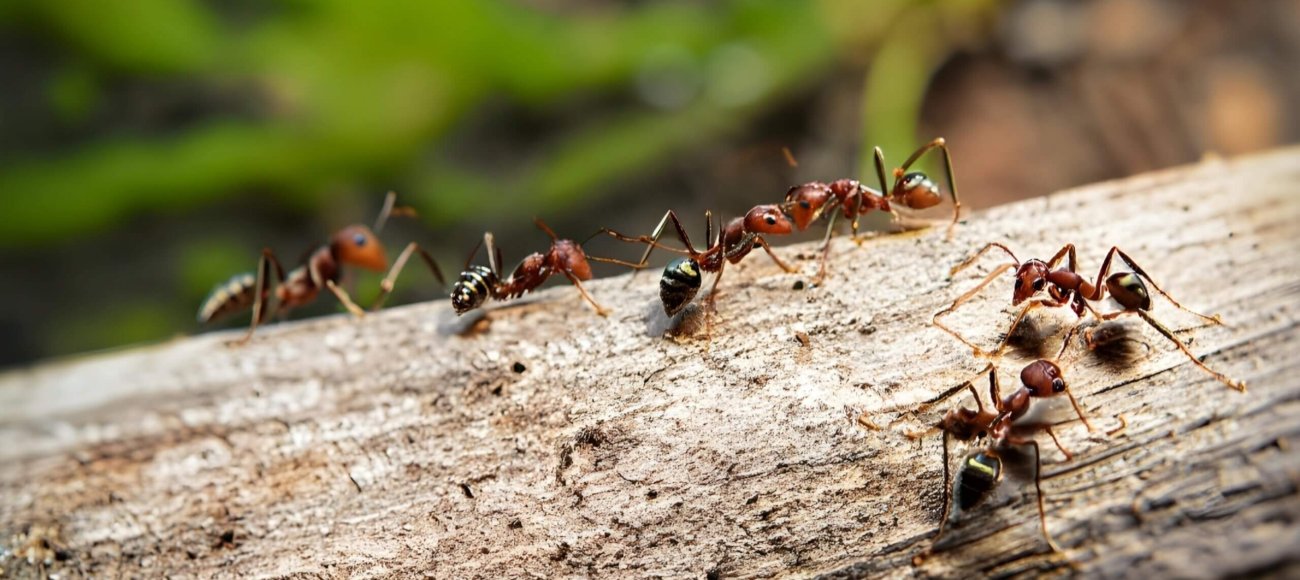 Mitigating Environmental Impact During Ant Biocide Field Testing