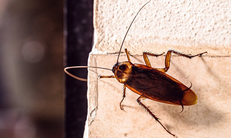 How to Prepare Your Home for a Cockroach Treatment: A Step-by-Step Guide