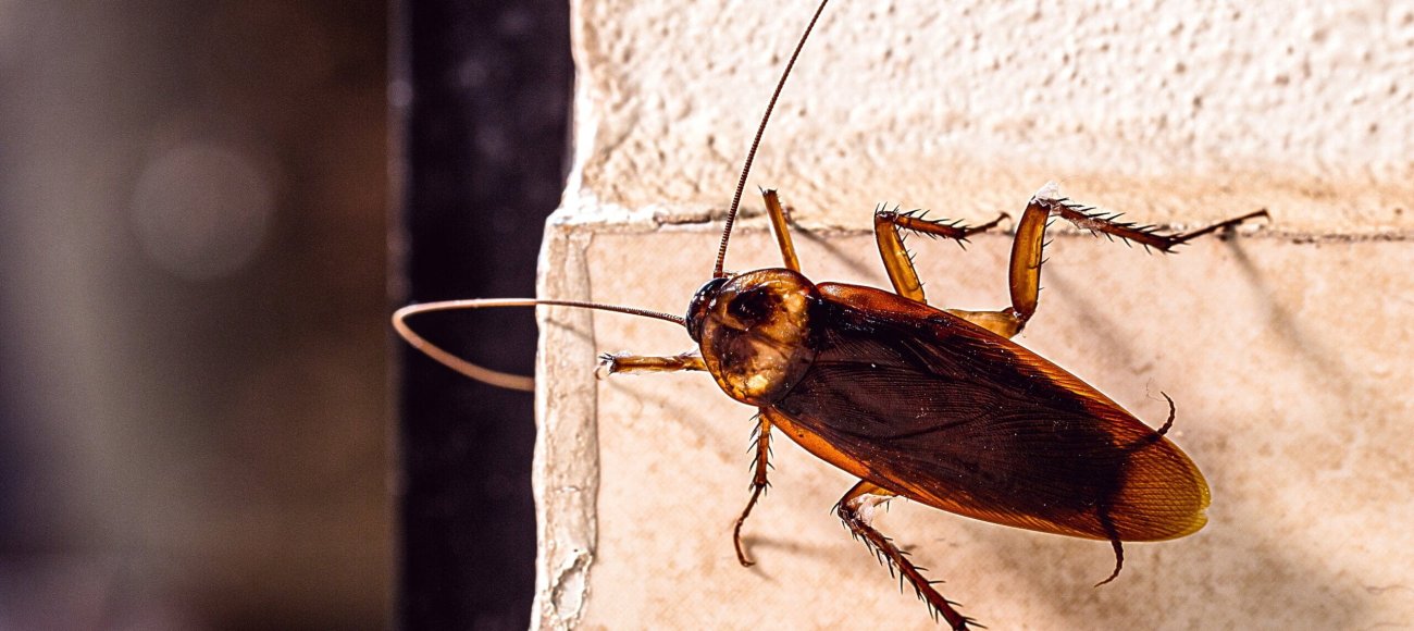 How to Prepare Your Home for a Cockroach Treatment: A Step-by-Step Guide
