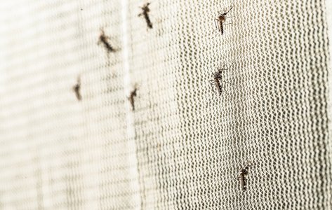 Overcoming Mosquito Biocide Resistance: The Role of Efficacy Testing