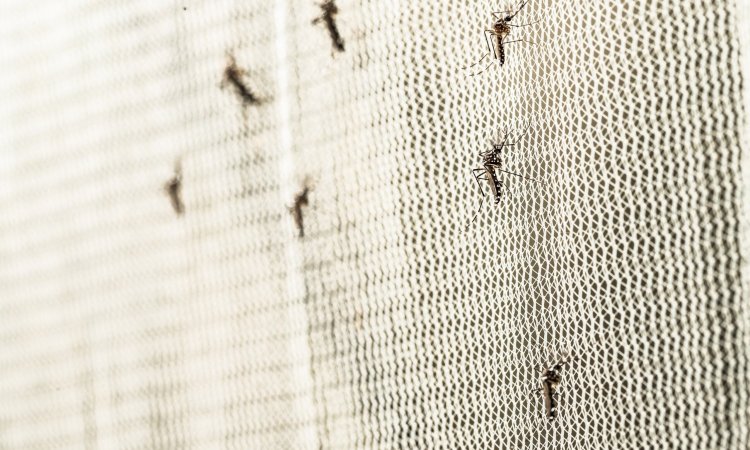 Overcoming Mosquito Biocide Resistance: The Role of Efficacy Testing