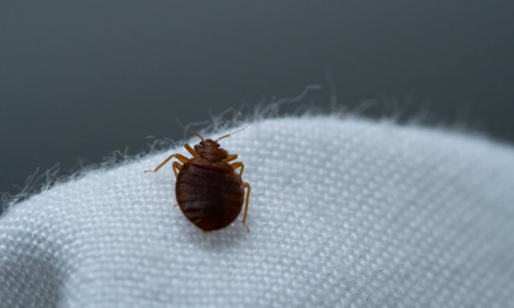 Key Performance Indicators for Bedbug Biocides During Field Test