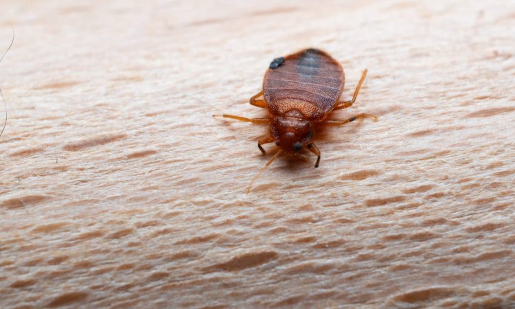 public awareness on bed bugs