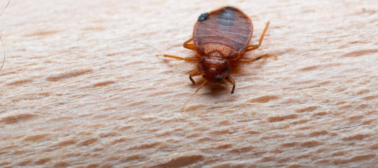 public awareness on bed bugs