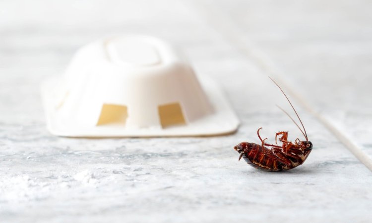 Professional vs DIY Cockroach Control: Pros and Cons