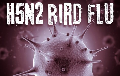 antiviral efficacy against H5N2