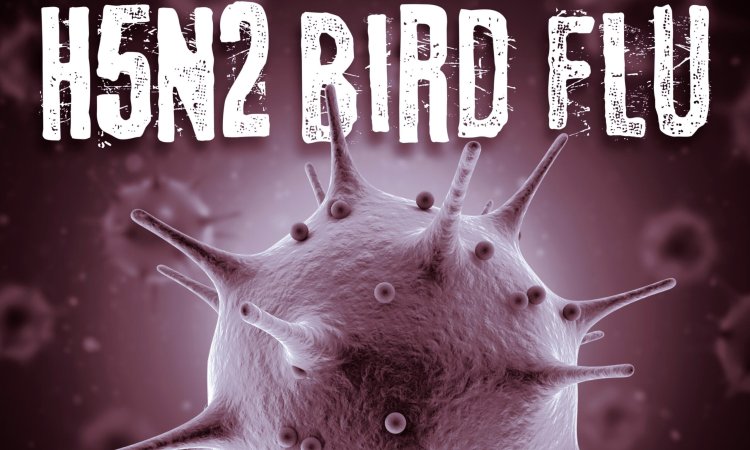 antiviral efficacy against H5N2