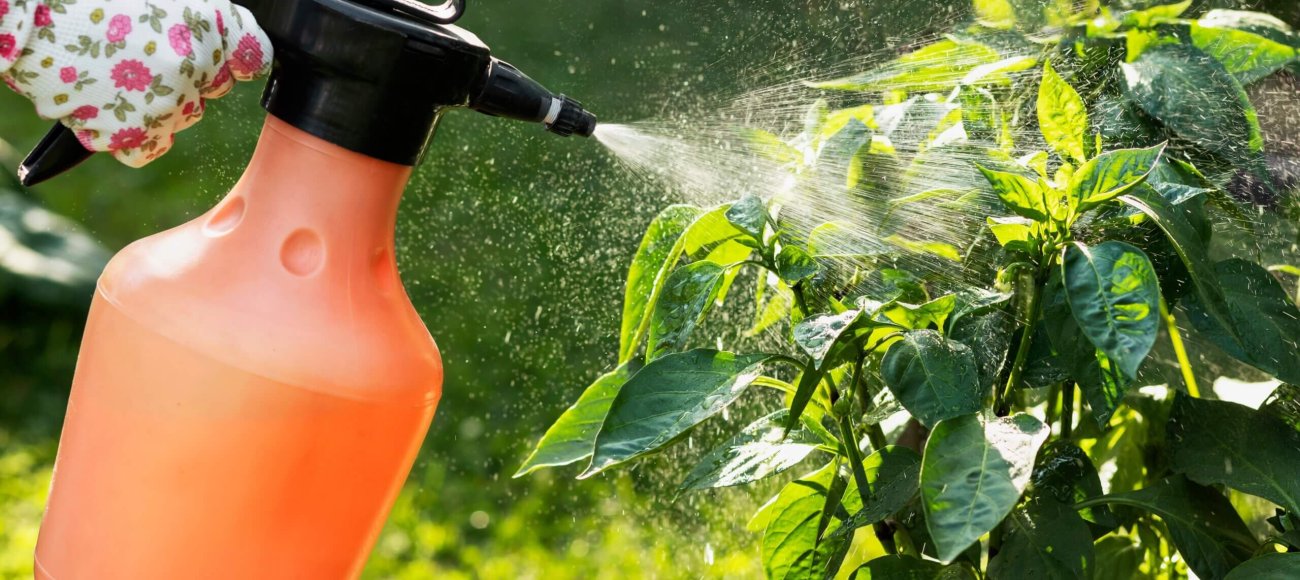 Spraying,Pesticides,Of,Vegetable,Pepper,Plant,In,Garden.,Growing,And