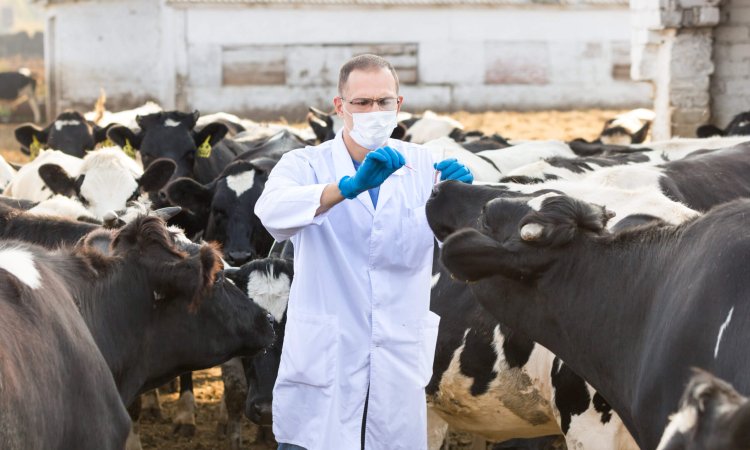 Unpacking the H5N1 Avian Influenza Outbreak in U.S. Dairy Cattle