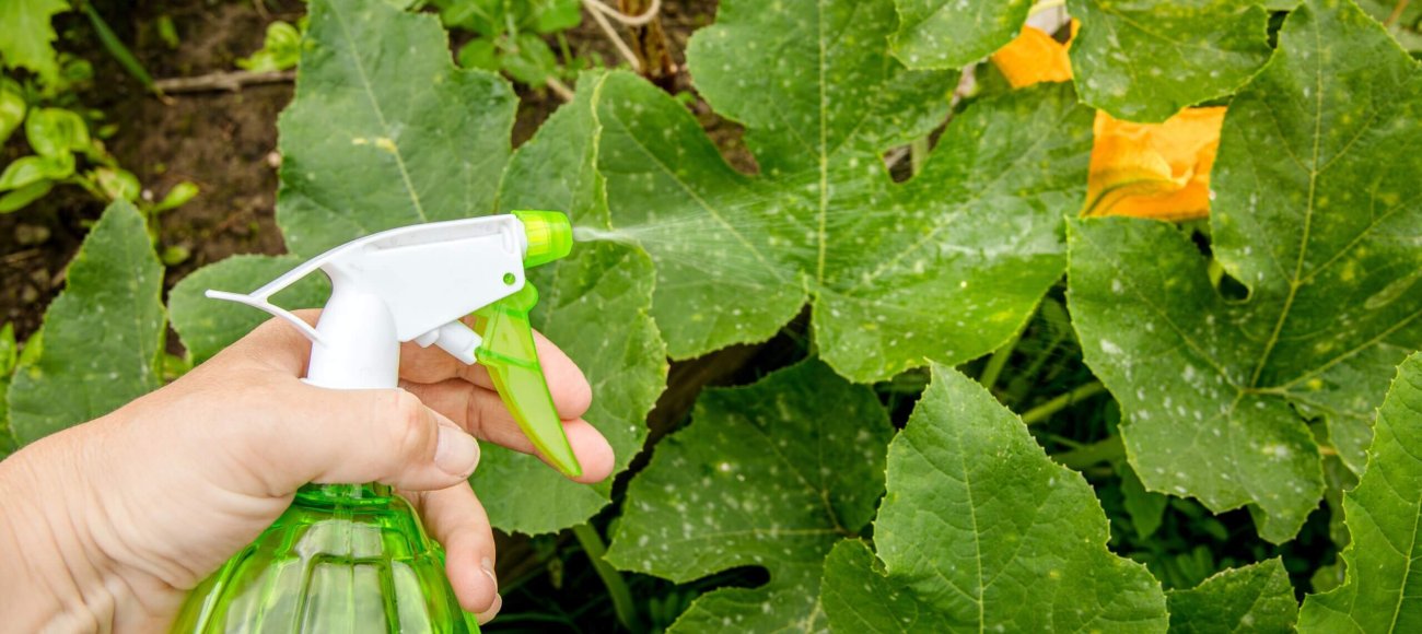 efficacy of antifungal pesticide