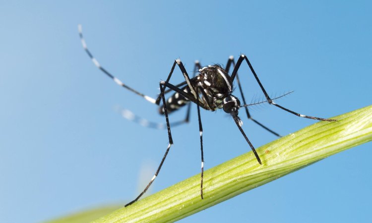 How Climate Change Enhances the Risk of Dengue!