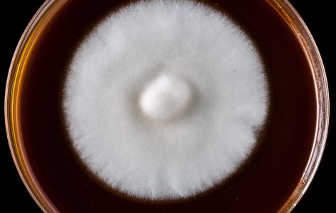 AOAC 955.17: A Guide to Assess Fungicidal Activity of a Disinfectant