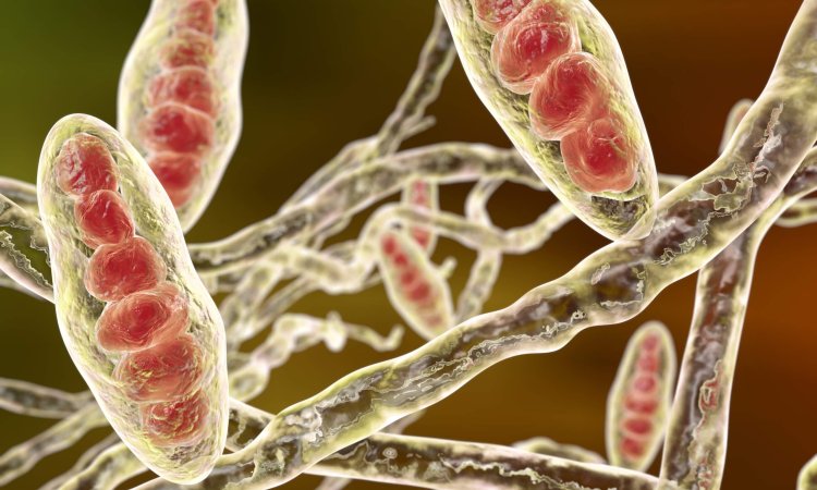 Trichophyton mentagrophytes Testing Standards Around the World