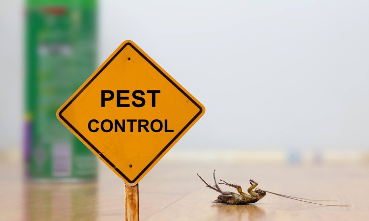 The Ultimate Guide to Choosing Cockroach Control Products