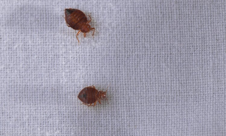 Collating and Analyzing Data from Bed Bug Field Tests: Tips for Drawing Meaningful Conclusions about Biocide Efficacy