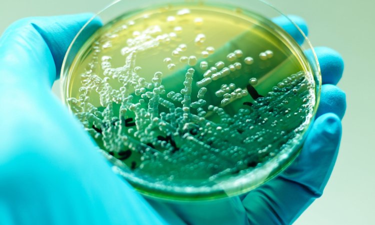 Bacterial Endotoxin Testing