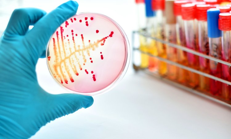 Microbiology Testing Services: Ensuring Safety and Compliance