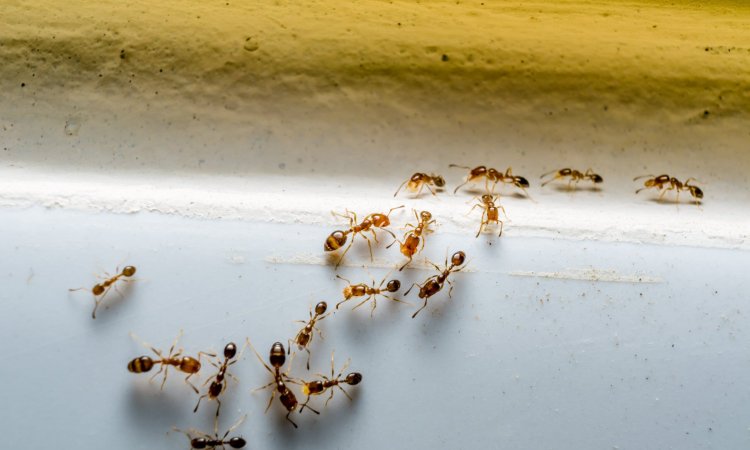 The Science of Ant Behavior: How Understanding Ant Ecology Can Improve Biocide Efficacy