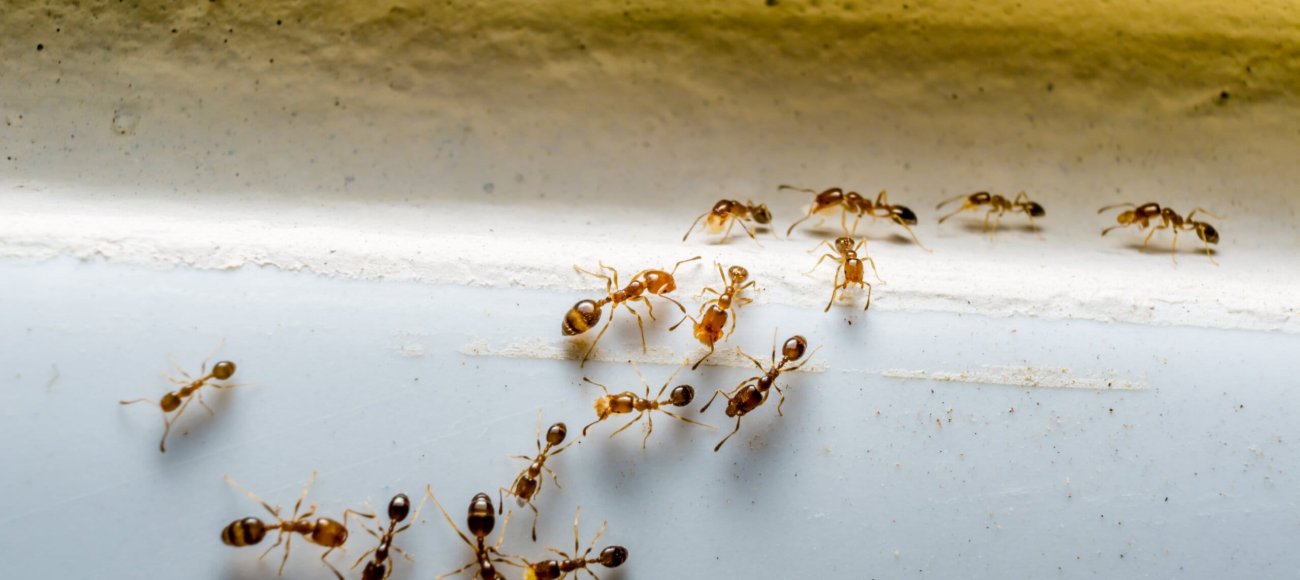 The Science of Ant Behavior: How Understanding Ant Ecology Can Improve Biocide Efficacy