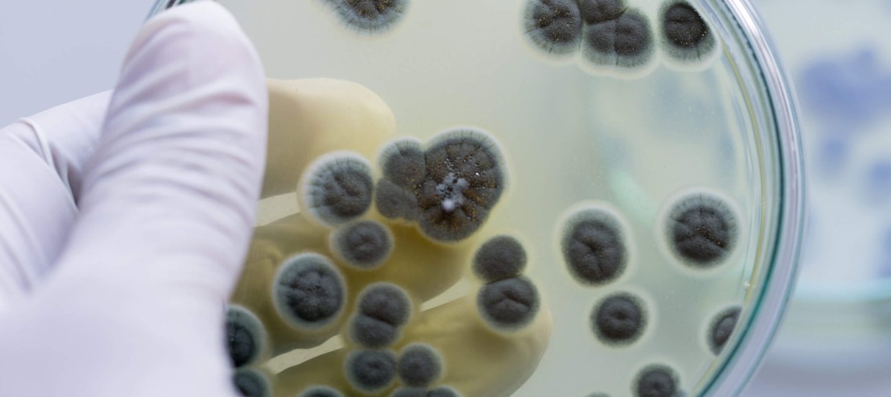 Penicillium,,Ascomycetous,Fungi,Are,Of,Major,Importance,In,The,Natural