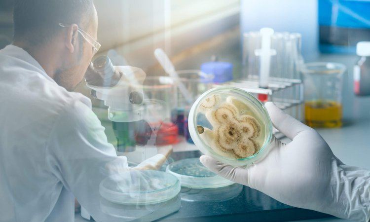 A scientist examining a petri dish with fungal colonies in a laboratory setting, with a microscope and other lab equipment in the background.