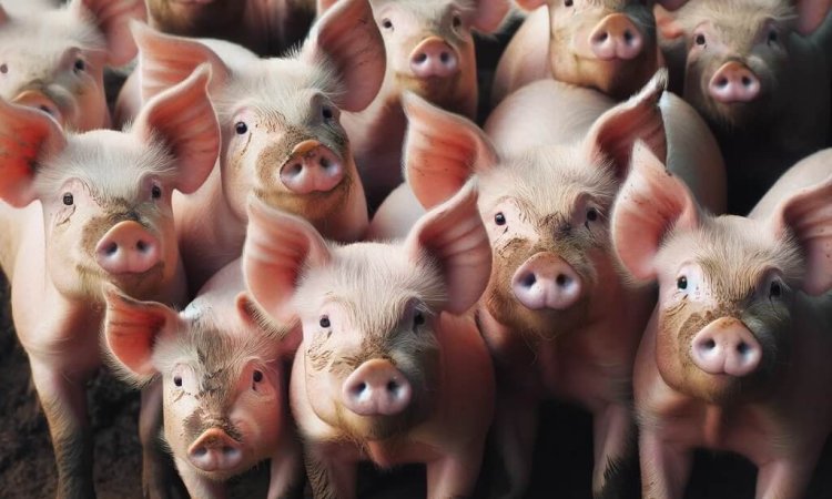 image of pigs that might have swine flu